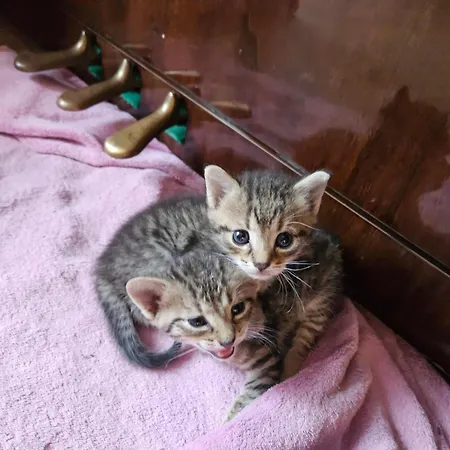 Vendégház Na Farme Se Saunou A Virivkou, I S Jizdou Na Koni