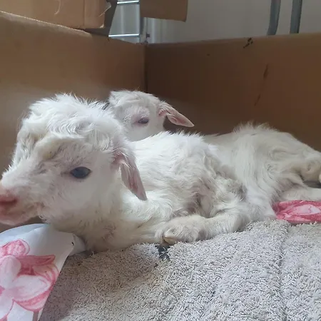 Na Farme Se Saunou A Virivkou, I S Jizdou Na Koni Vendégház *