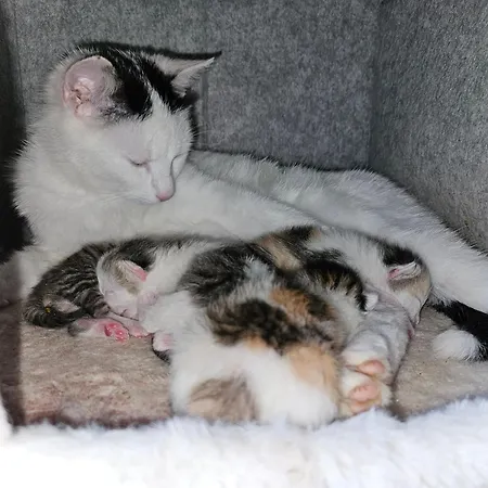 Na Farme Se Saunou A Virivkou, I S Jizdou Na Koni Vendégház Příbram