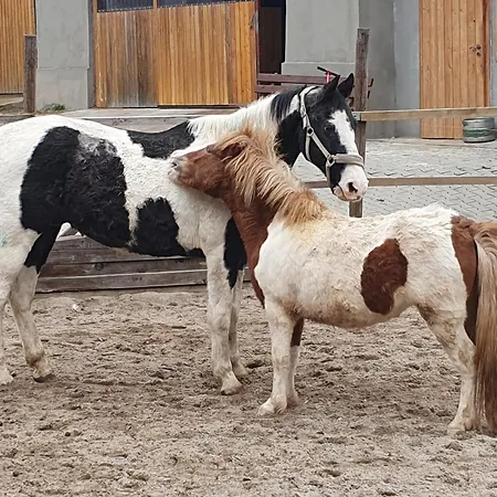 Vendégház Na Farme Se Saunou A Virivkou, I S Jizdou Na Koni *