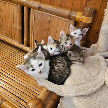 Na Farme Se Saunou A Virivkou, I S Jizdou Na Koni Guest house