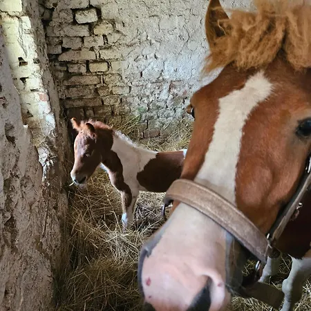 Vendégház Na Farme Se Saunou A Virivkou, I S Jizdou Na Koni Příbram